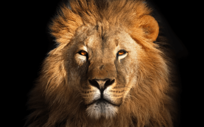 Which Sleep Animal Are You?
